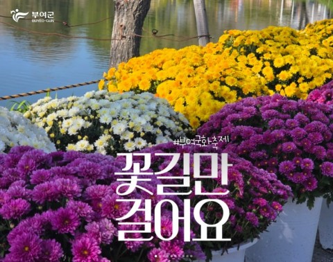 우리 꽃길만 걸어요_부여군 리스트 이미지