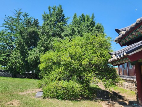 부여 석성동헌 탱자나무 종합정비계획 수립 리스트 이미지